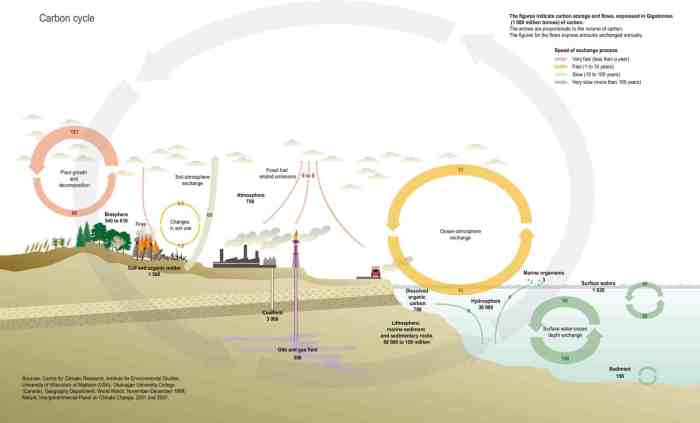 Analyzing graphics the carbon cycle