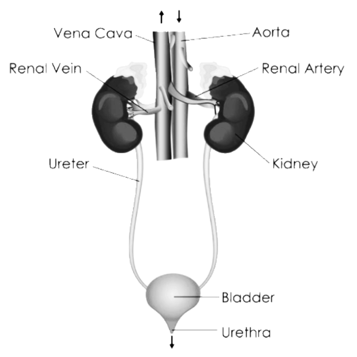 Excretory system webquest answer key