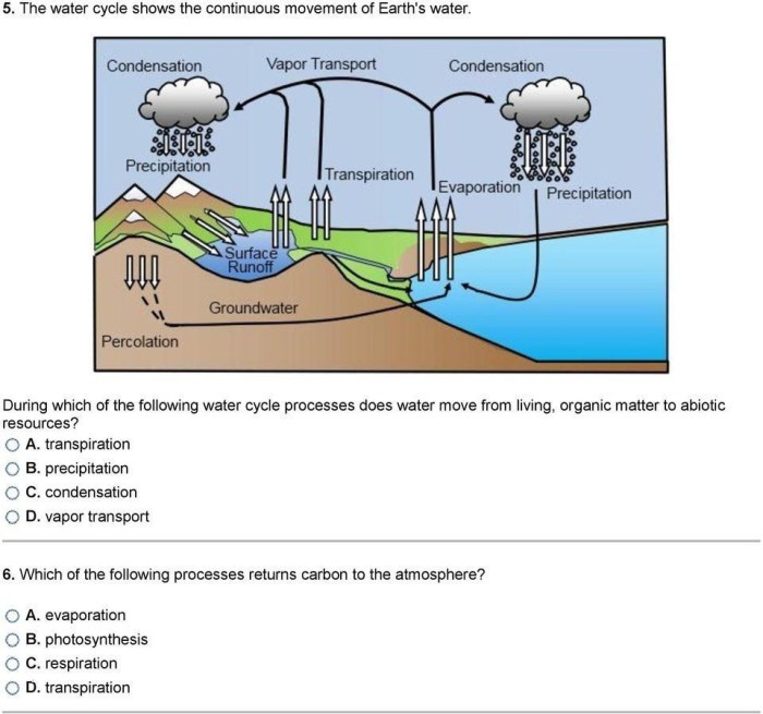 Cycles of matter worksheet answers