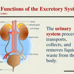 Excretory system webquest answer key