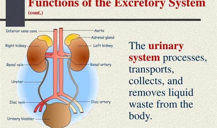 Excretory system webquest answer key