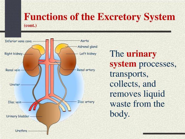 Excretory system webquest answer key