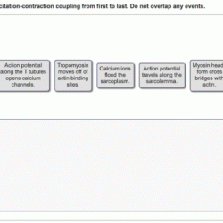 Heart contraction coupling excitation myocardial potential figure bmj