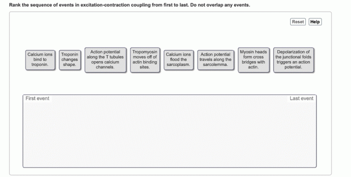 Heart contraction coupling excitation myocardial potential figure bmj