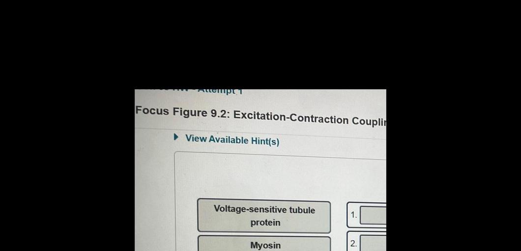 Contraction coupling excitation cardiac slidesharedocs semantic