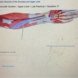 Muscle highlighted lt solved which