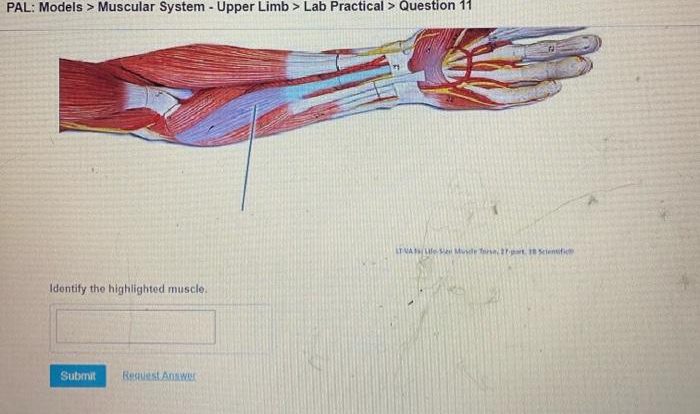 Muscle highlighted lt solved which