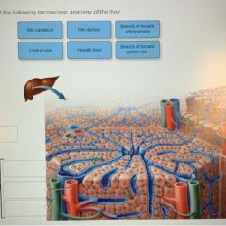 Correctly label the following microscopic anatomy of the hepatic sinusoid