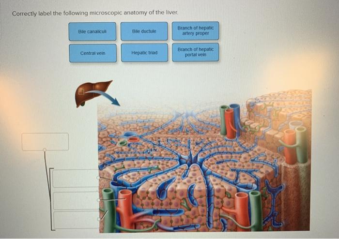 Correctly label the following microscopic anatomy of the hepatic sinusoid