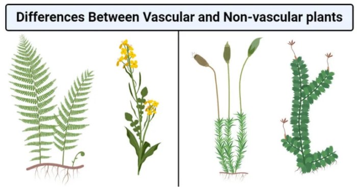 Select all true statements about lycophytes.