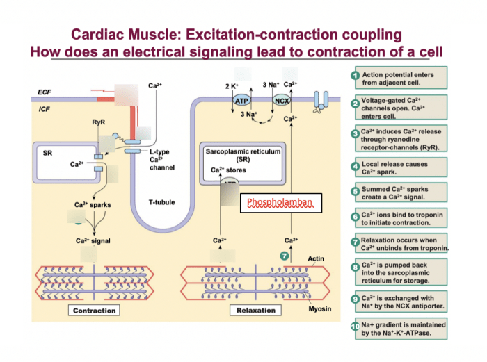 Focus figure 9.2 excitation contraction coupling