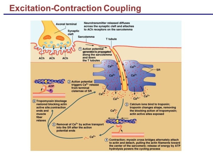 Focus figure 9.2 excitation contraction coupling