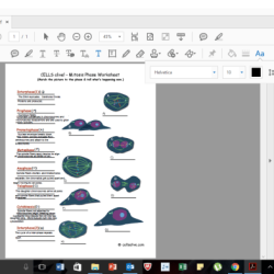 Cells alive mitosis phase worksheet answer key