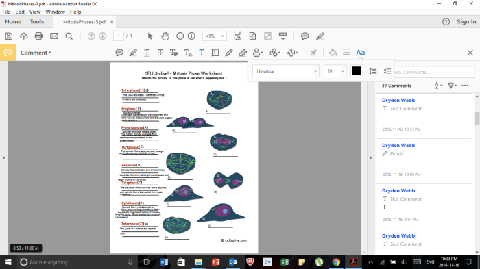 Cells alive mitosis phase worksheet answer key