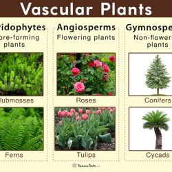 Stem roots leaves flowers parts plants