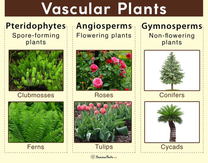 Stem roots leaves flowers parts plants