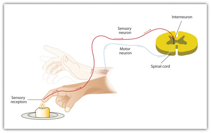 Somatic reflex visceral reflexes between difference autonomic spinal nerves anatomy afferent efferent nervous system myelinated comparison unmyelinated figure same neuron