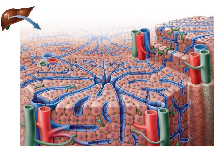 Liver anatomy system digestive sinusoid structure google bg