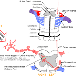 Select the true statement regarding first order neurons