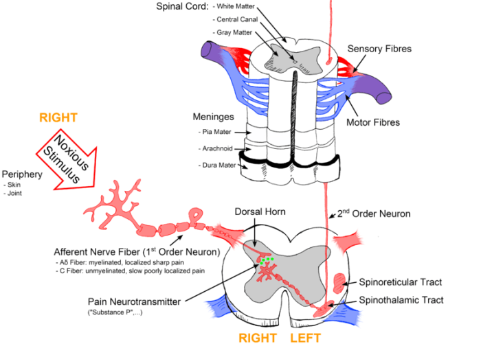 Select the true statement regarding first order neurons