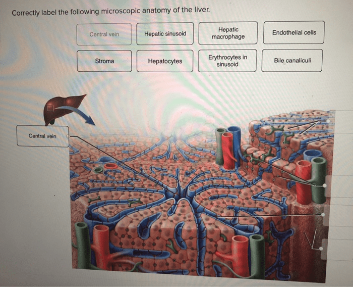 Correctly label the following microscopic anatomy of the hepatic sinusoid