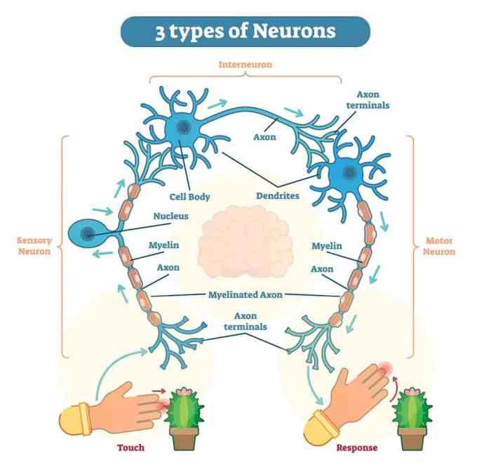 Select the true statement regarding first order neurons