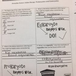 Amoeba sisters video recap answers prokaryotes and eukaryotes