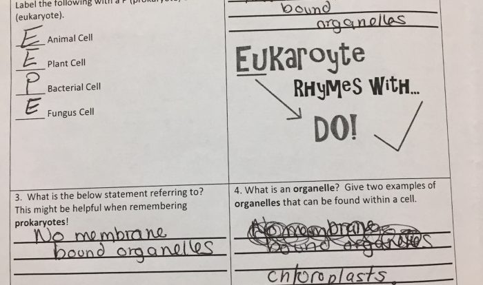 Amoeba sisters video recap answers prokaryotes and eukaryotes