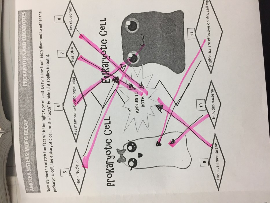 Amoeba sisters video recap answers prokaryotes and eukaryotes