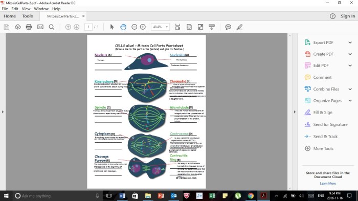 Cells alive mitosis phase worksheet answer key