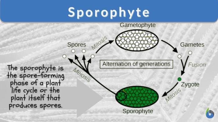 Select all true statements about lycophytes.